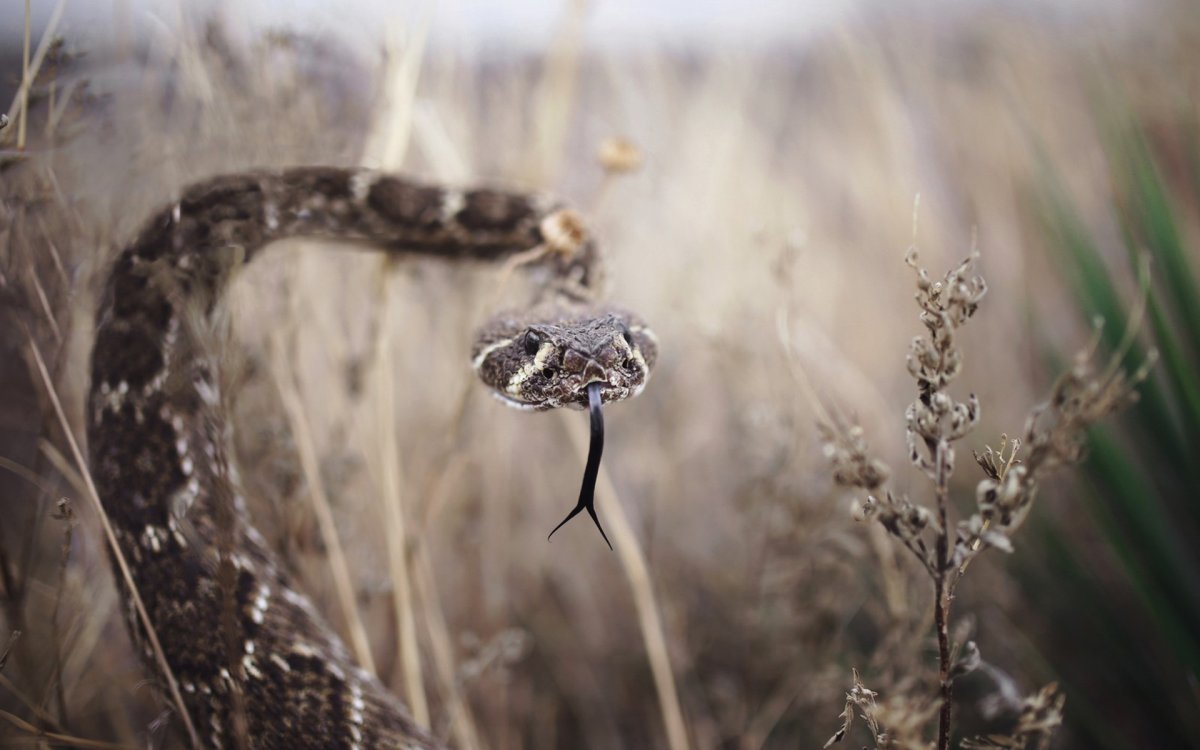 Гадюка Калужская область