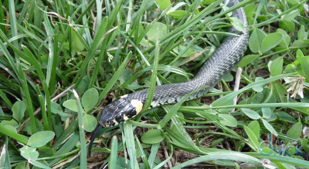 Блейк Снейк чёрная змея