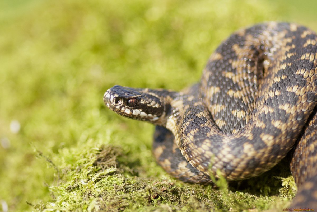 Змеи в траве