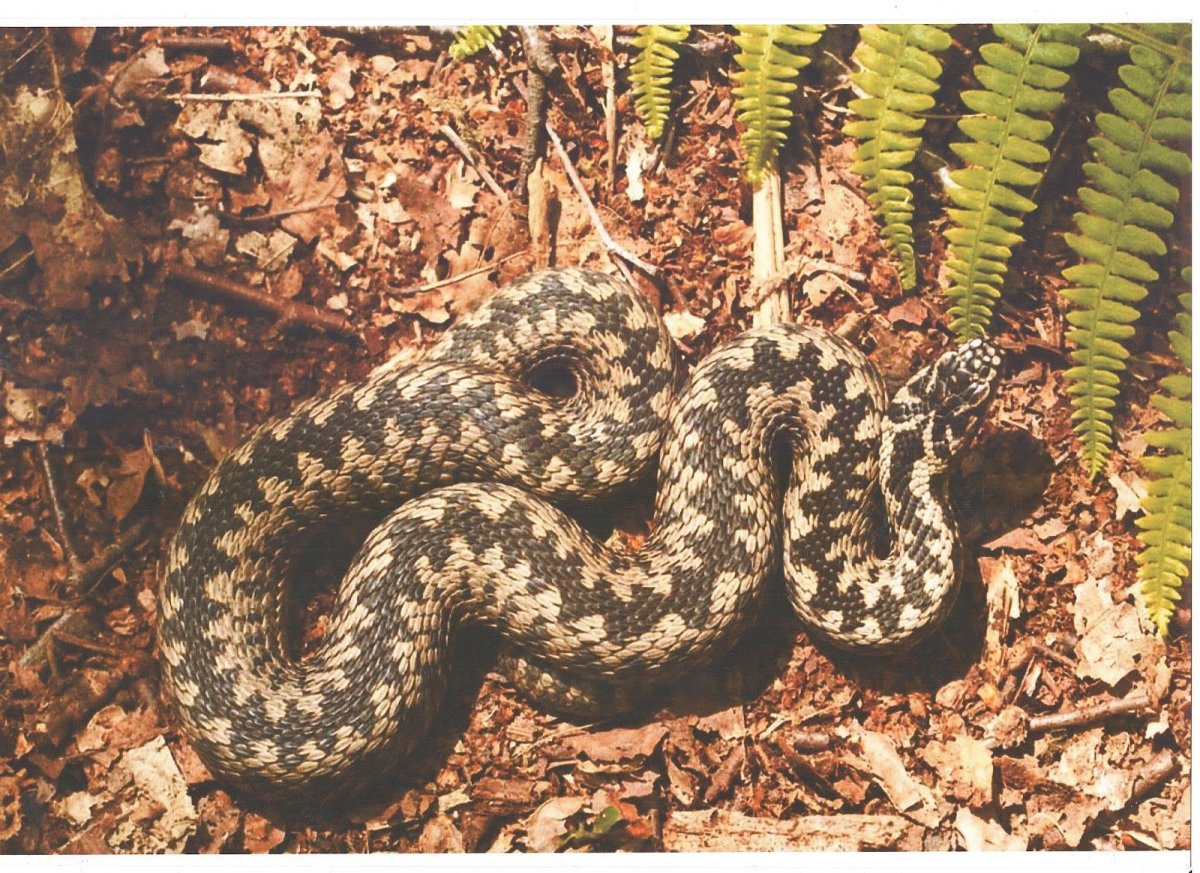 Гадюка Никольского (Vipera nikolskii)