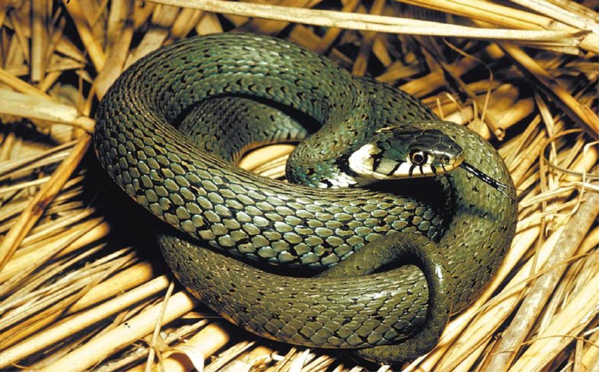 Змея гадюка ядовитая