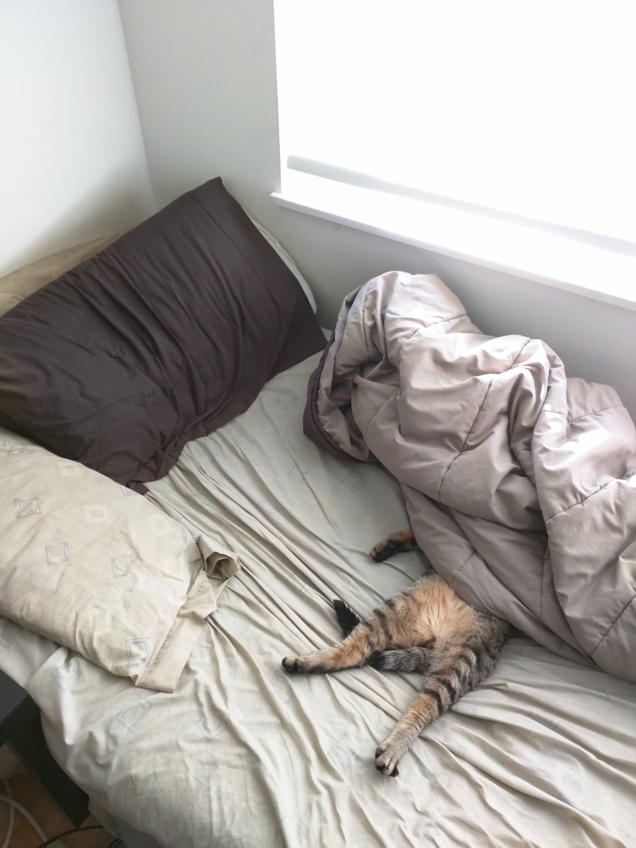 Кот в кровати под одеялом