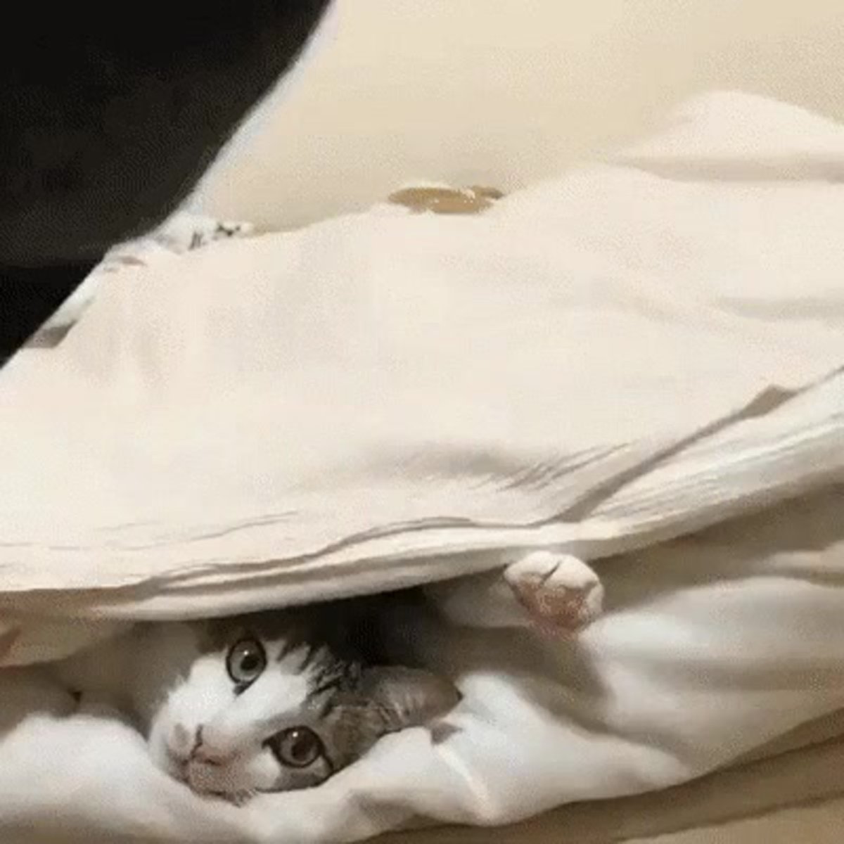 Котик в одеяле