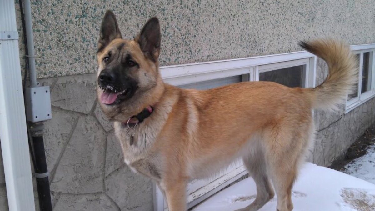 Малинуа и немецкая овчарка