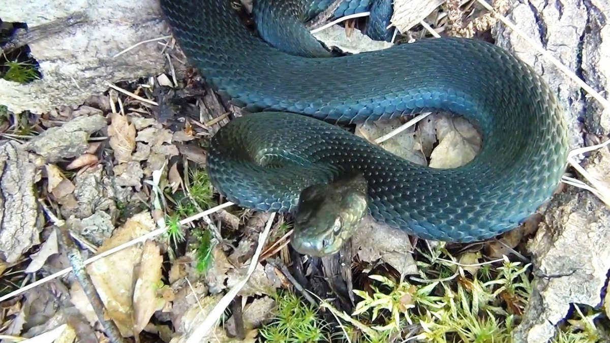 Змея гадюка в лесу