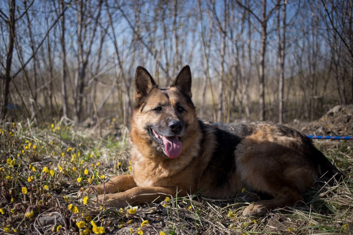 Немецкая овчарка длинношерстная