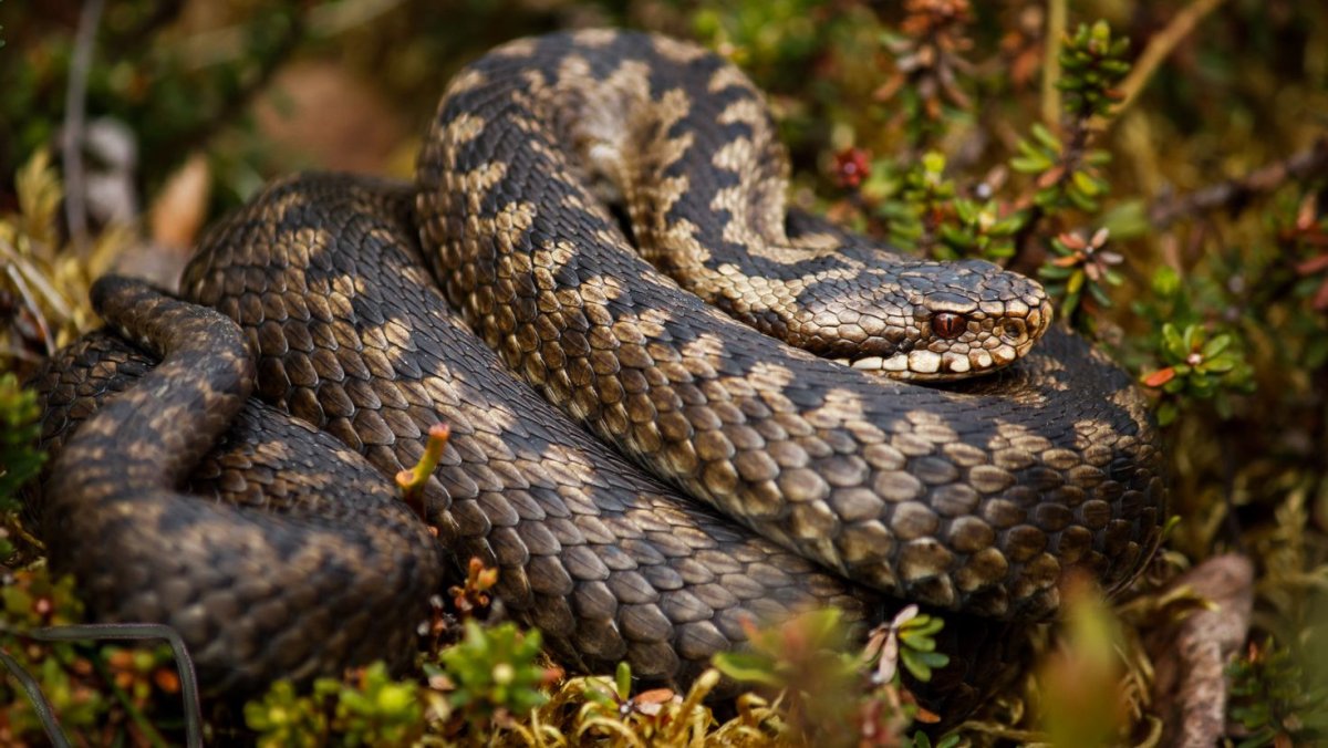 Подмосковная гадюка обыкновенная