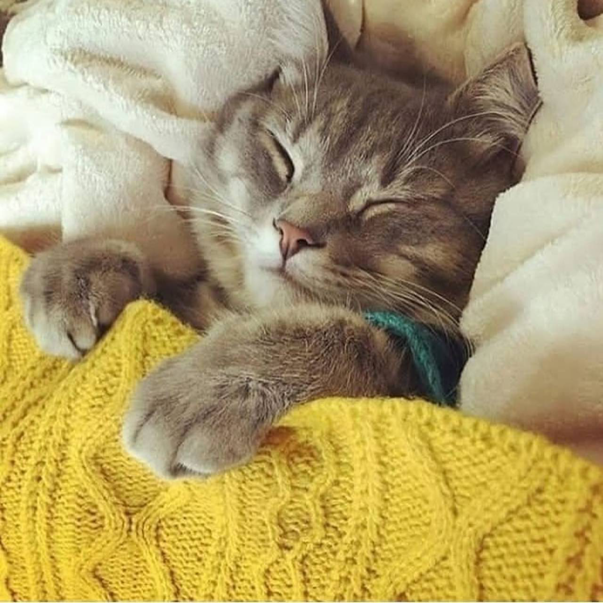 Котенок спит под одеялом