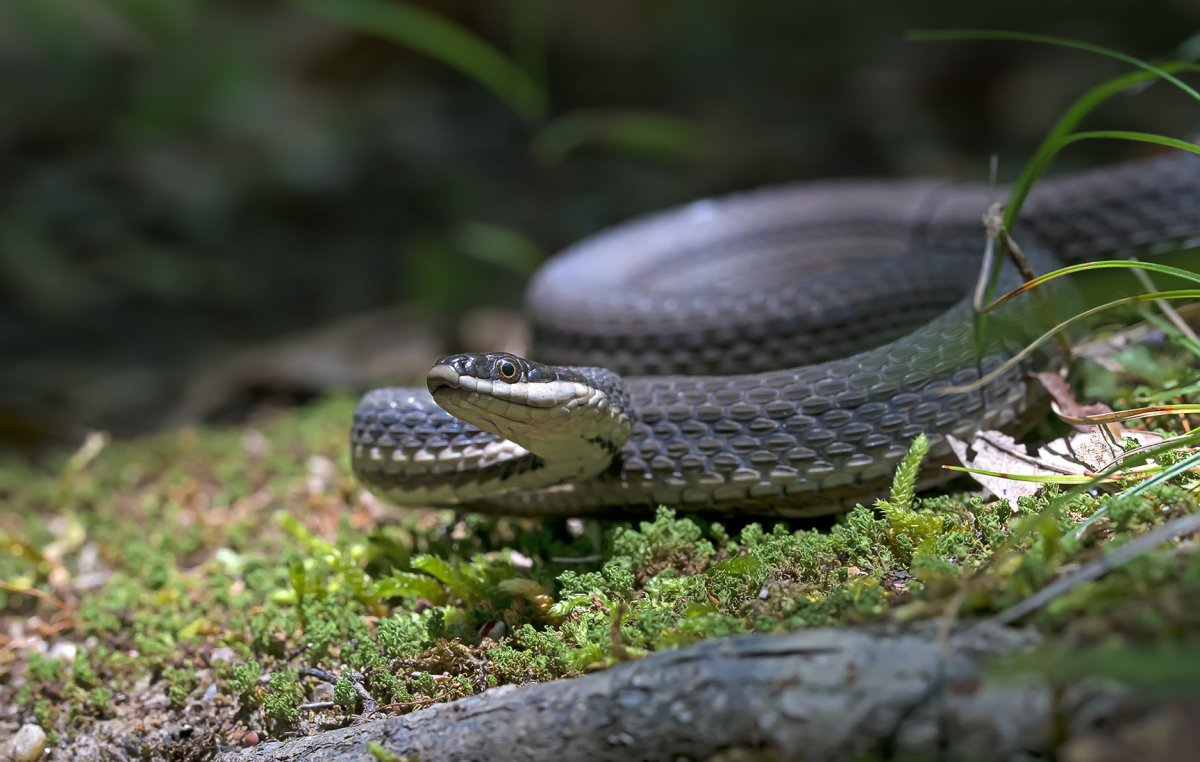 Полоз Меллендорфа