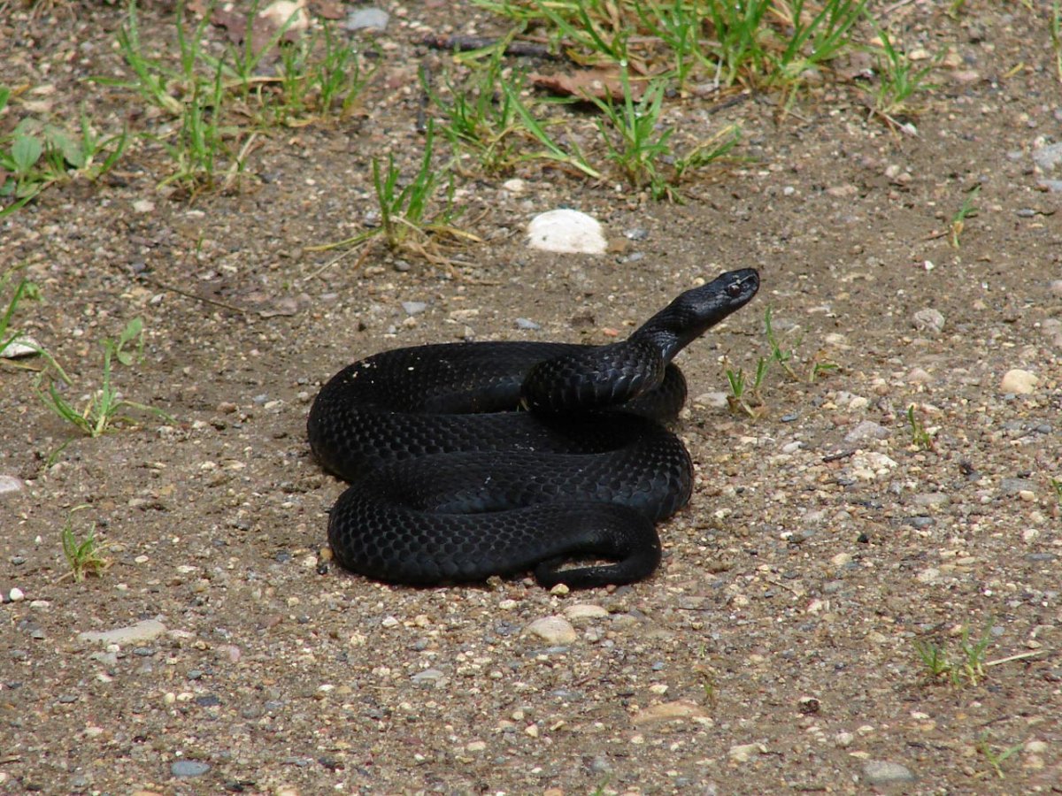 Гадюка на Урале