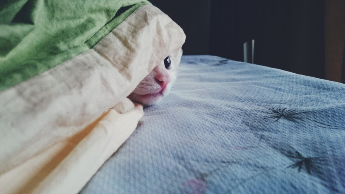 Кот в одеяле