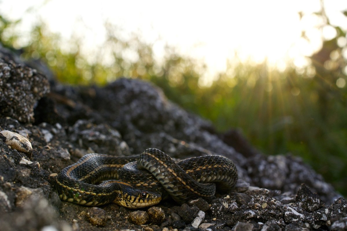 Малоазиатская гадюка