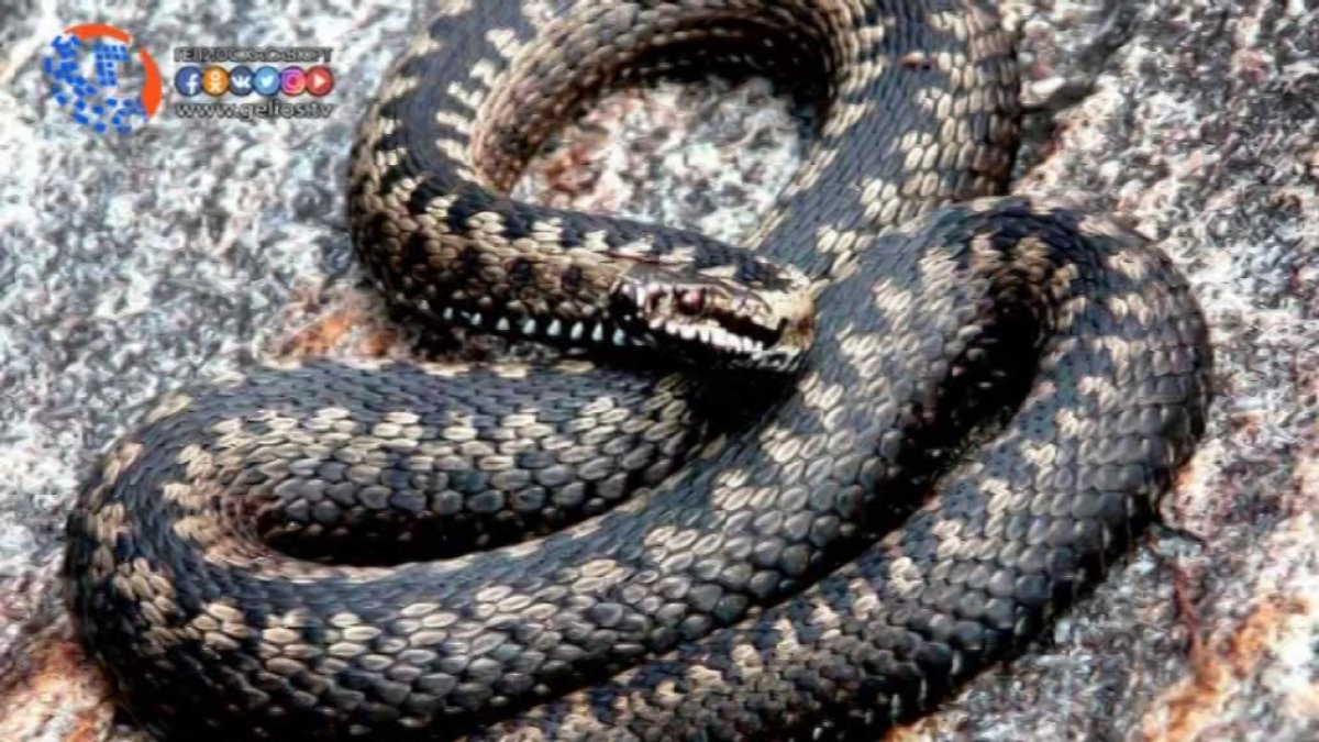 Гадюка в Пензенской области