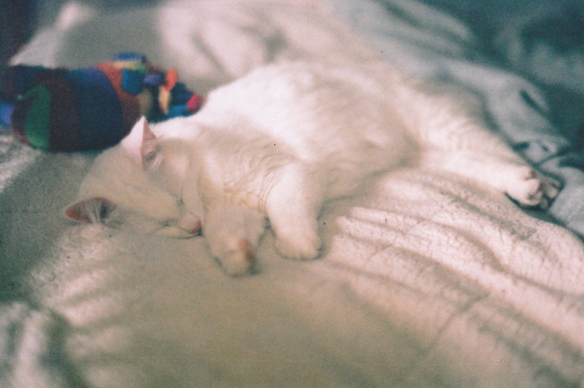 Белый котенок под одеялом