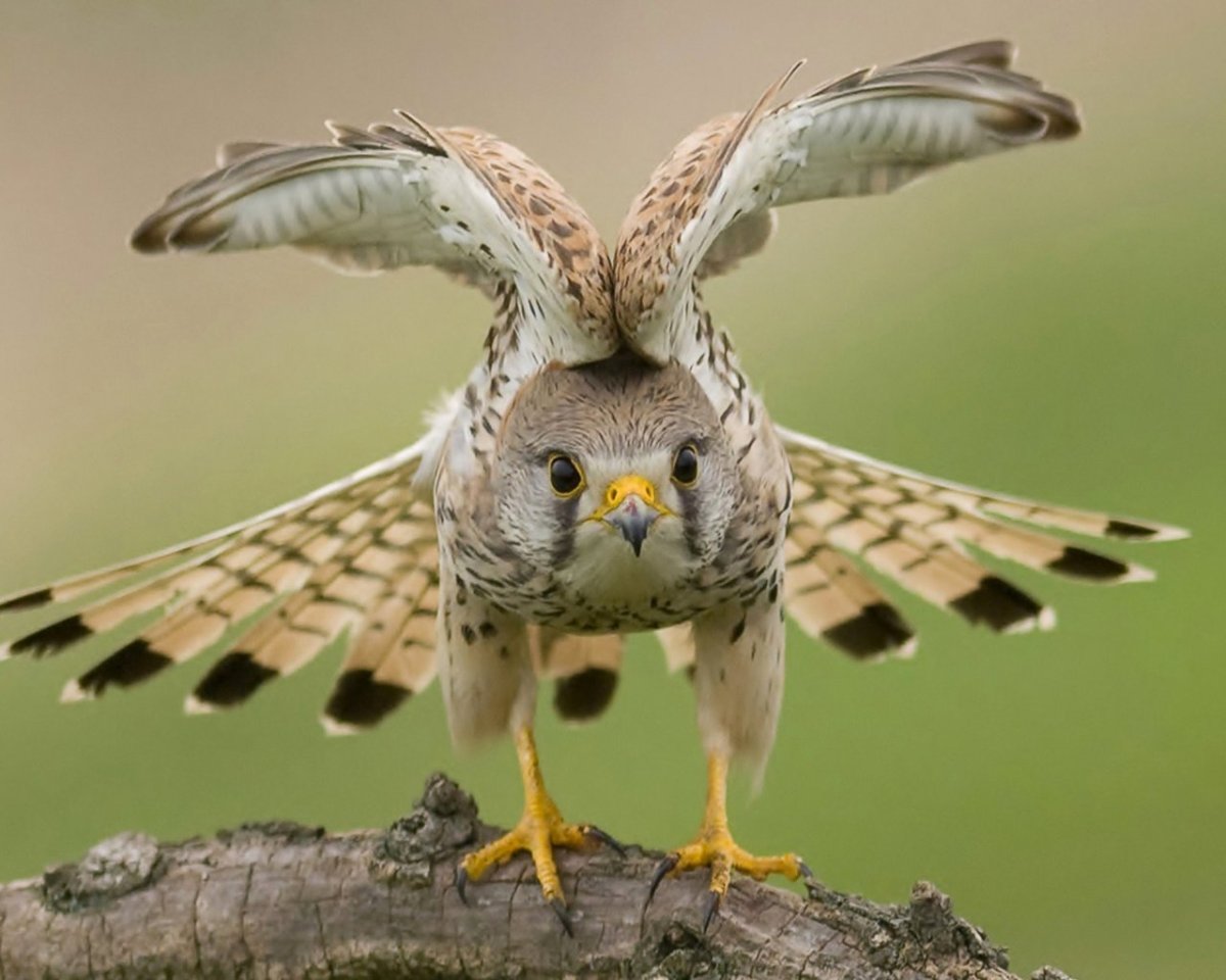 Сова пустельга