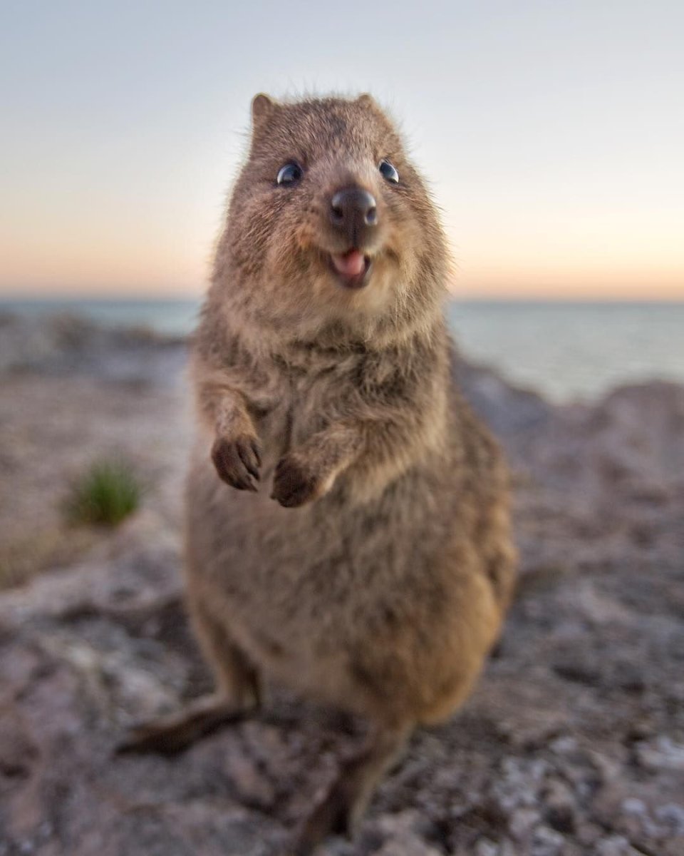 Куркуль животное