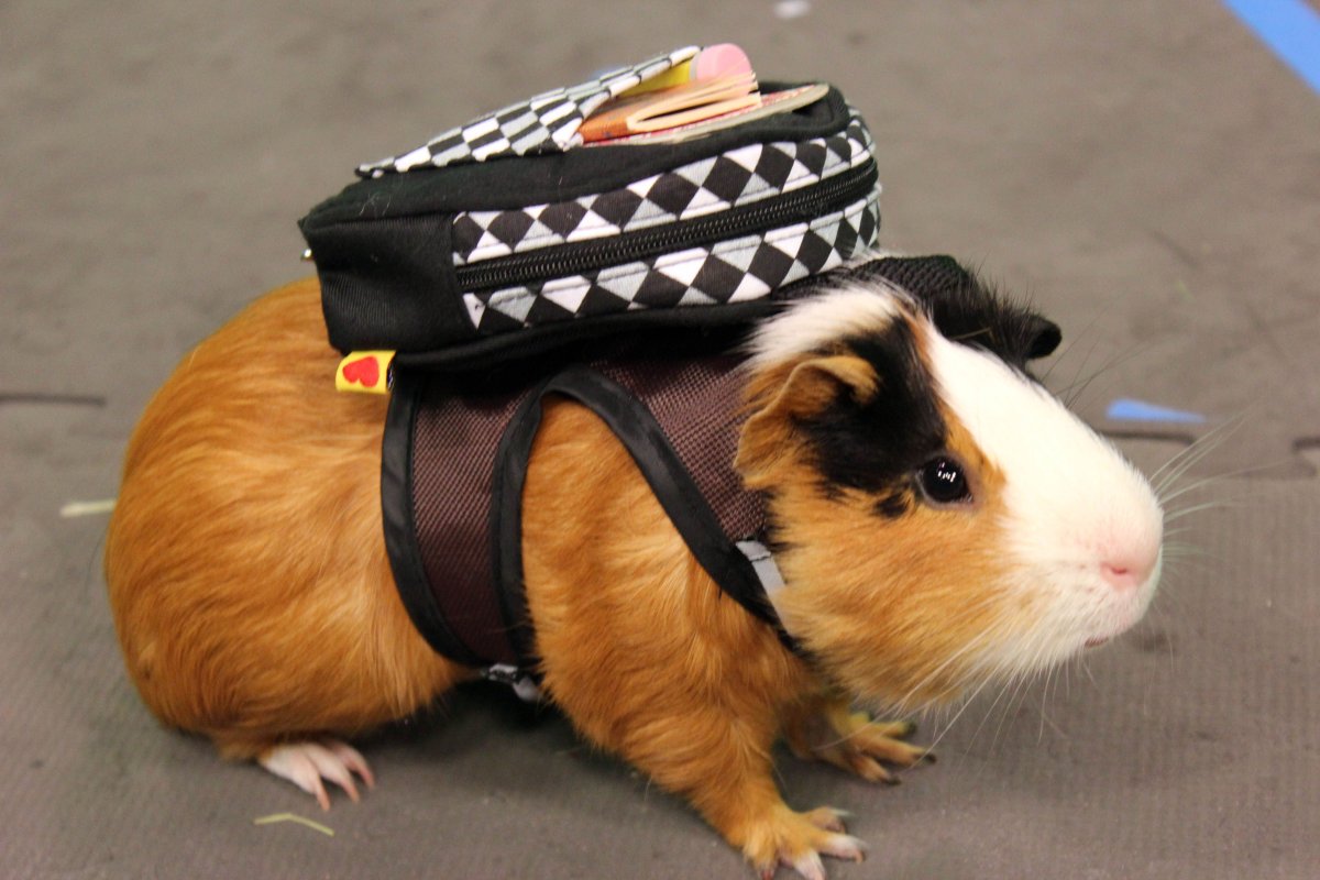 Морская Свинка путешественница