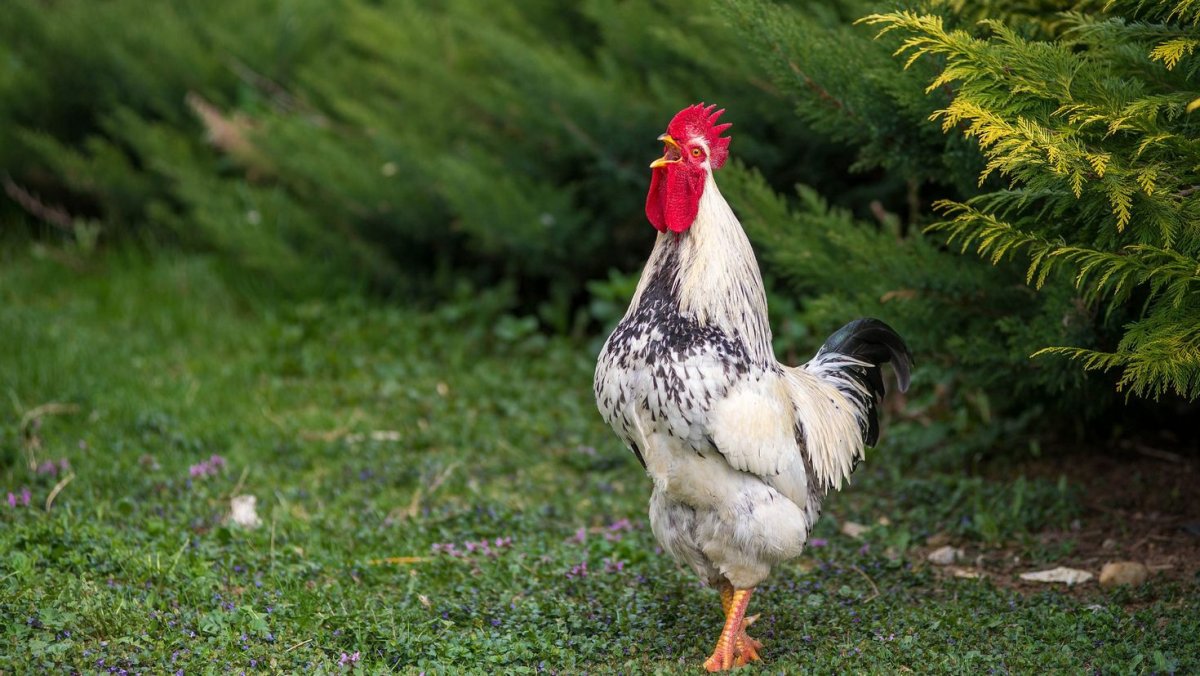 Хайсекс Уайт