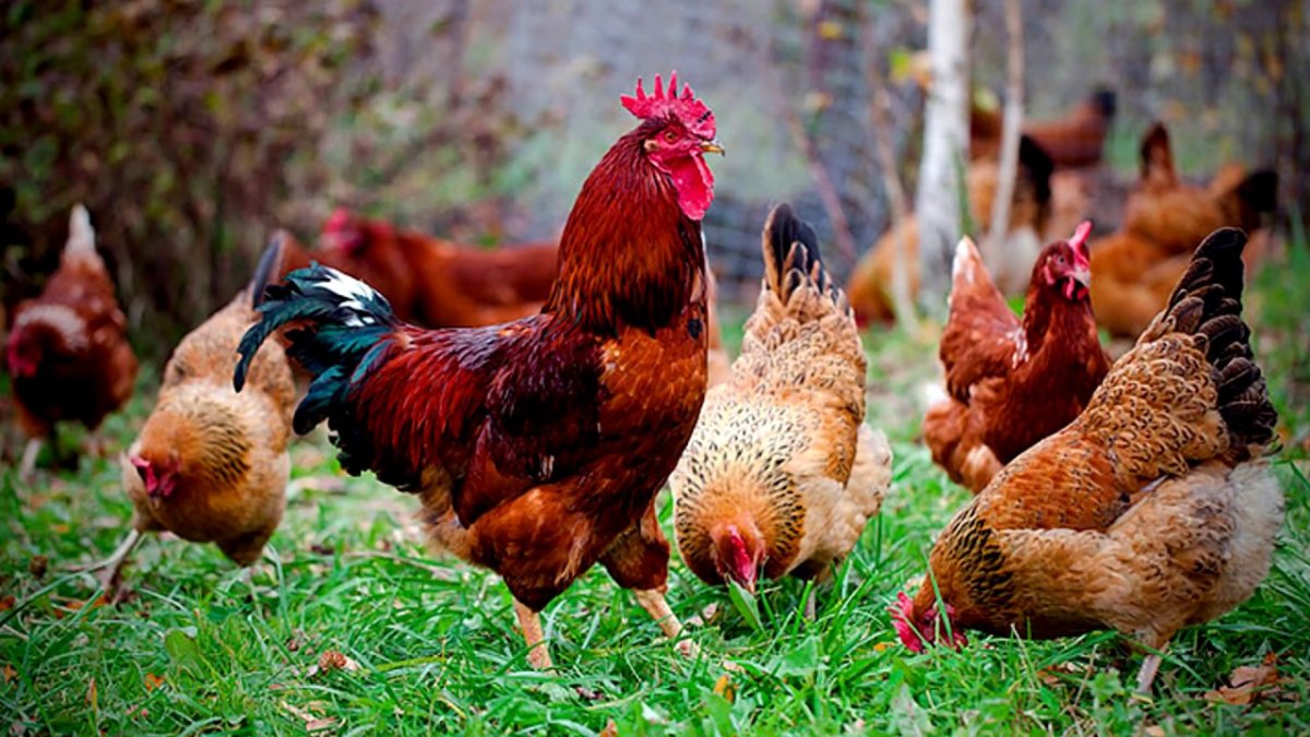 Петух ломан