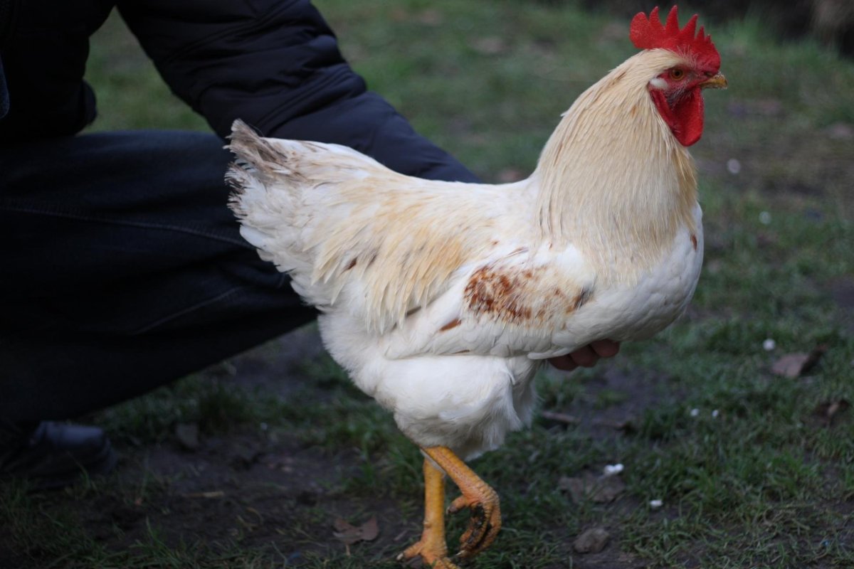 Петушки Ломан Браун