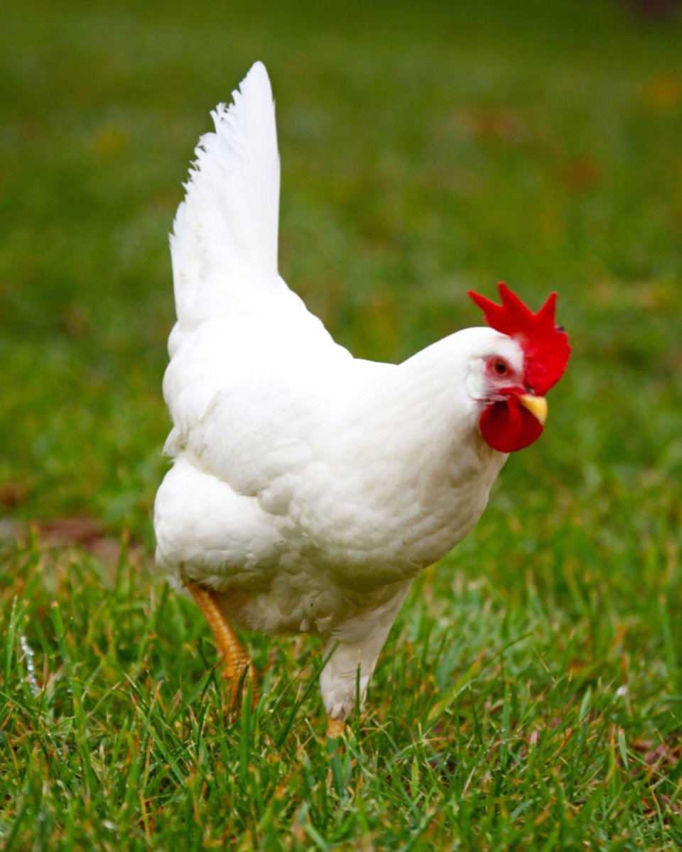 Леггорн Маран