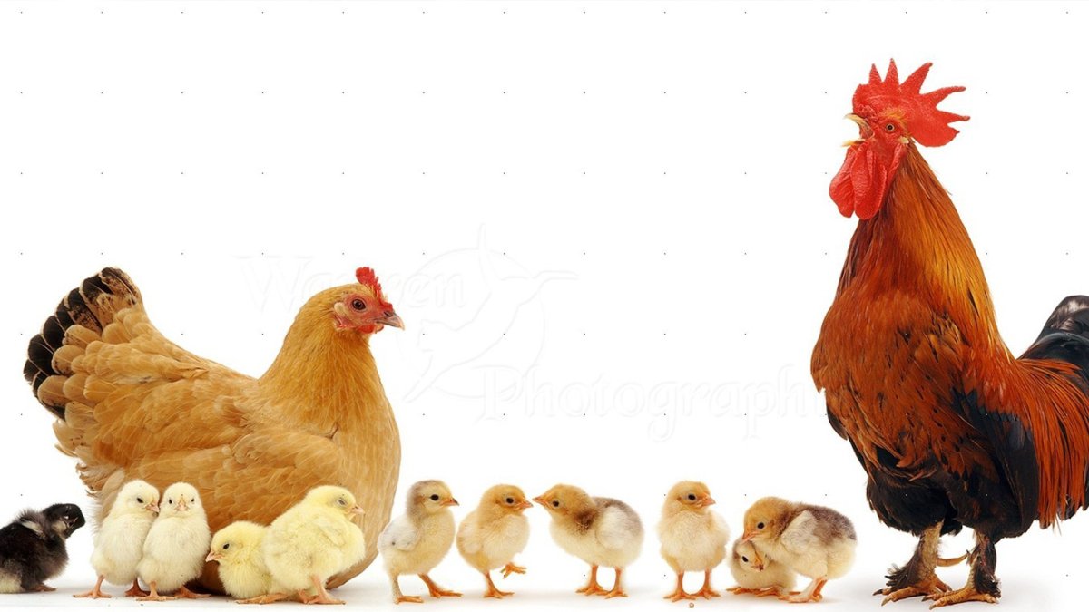 Кубанская порода кур