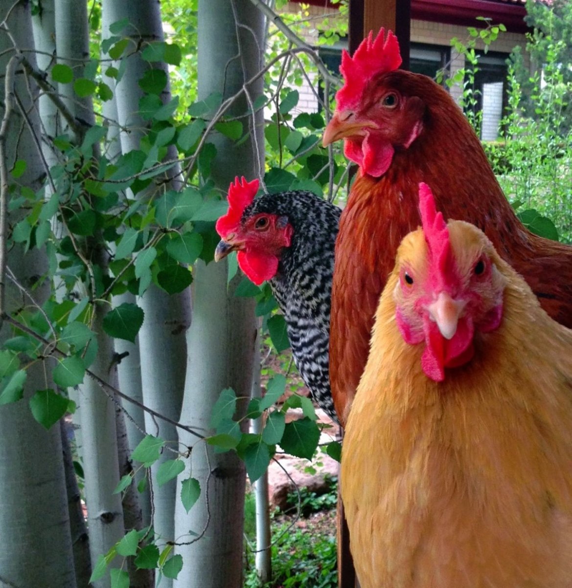 Тульская рыжеперая курица