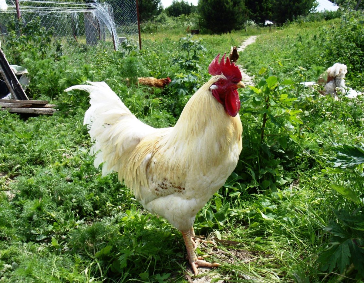 Куры и петухи Ломан Браун