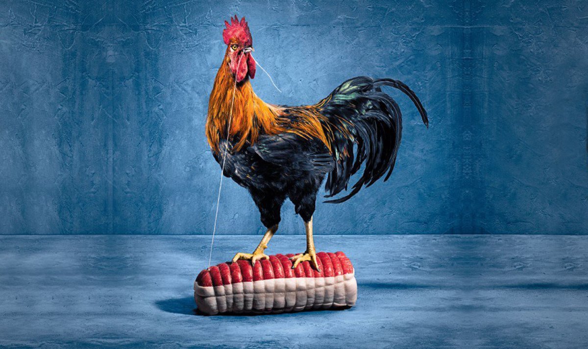 Куры несушки Ломан Браун