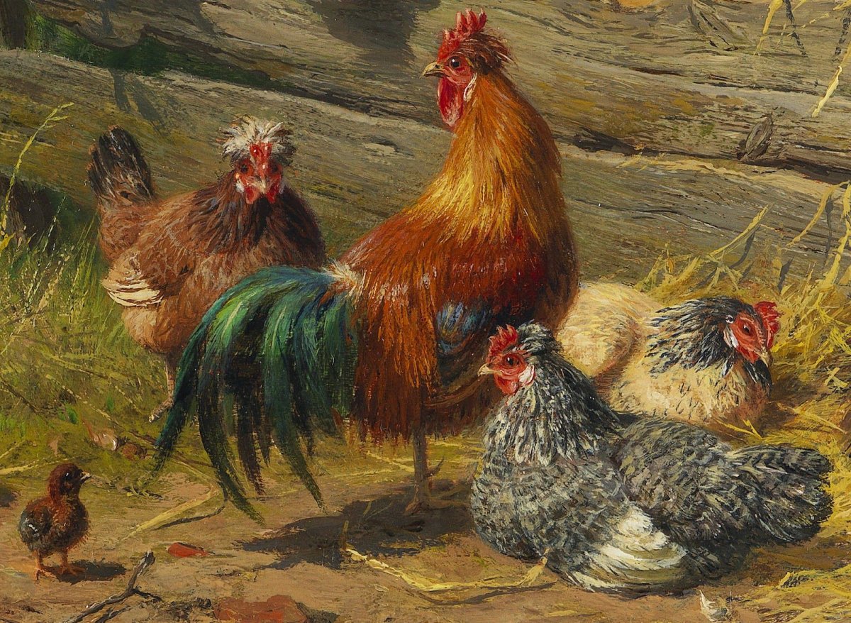 Ломан Вайт порода