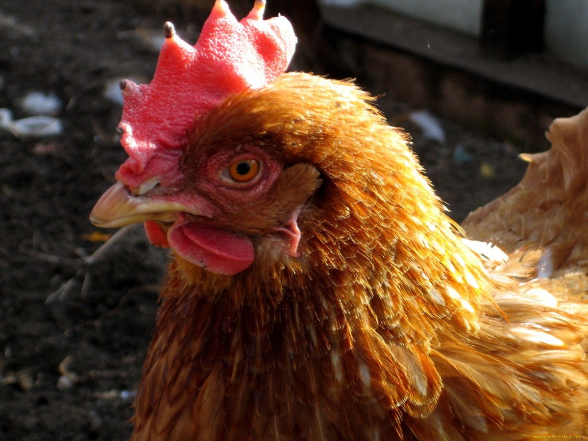 Курица Живая