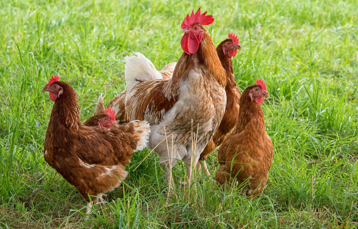 Курица обыкновенная