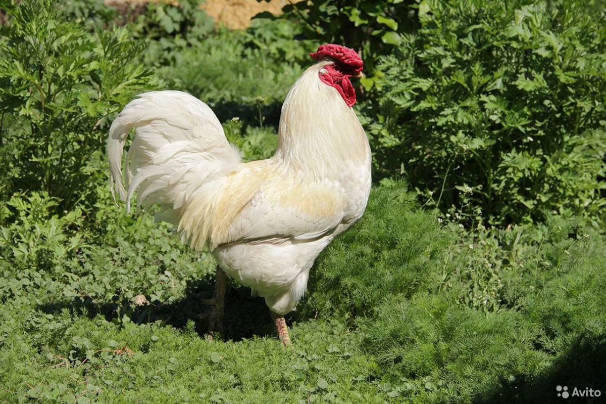 Петух белый Леггорн