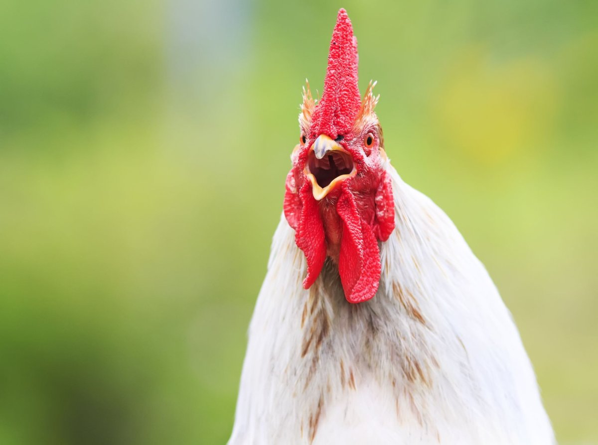 Белый гребешок у петуха