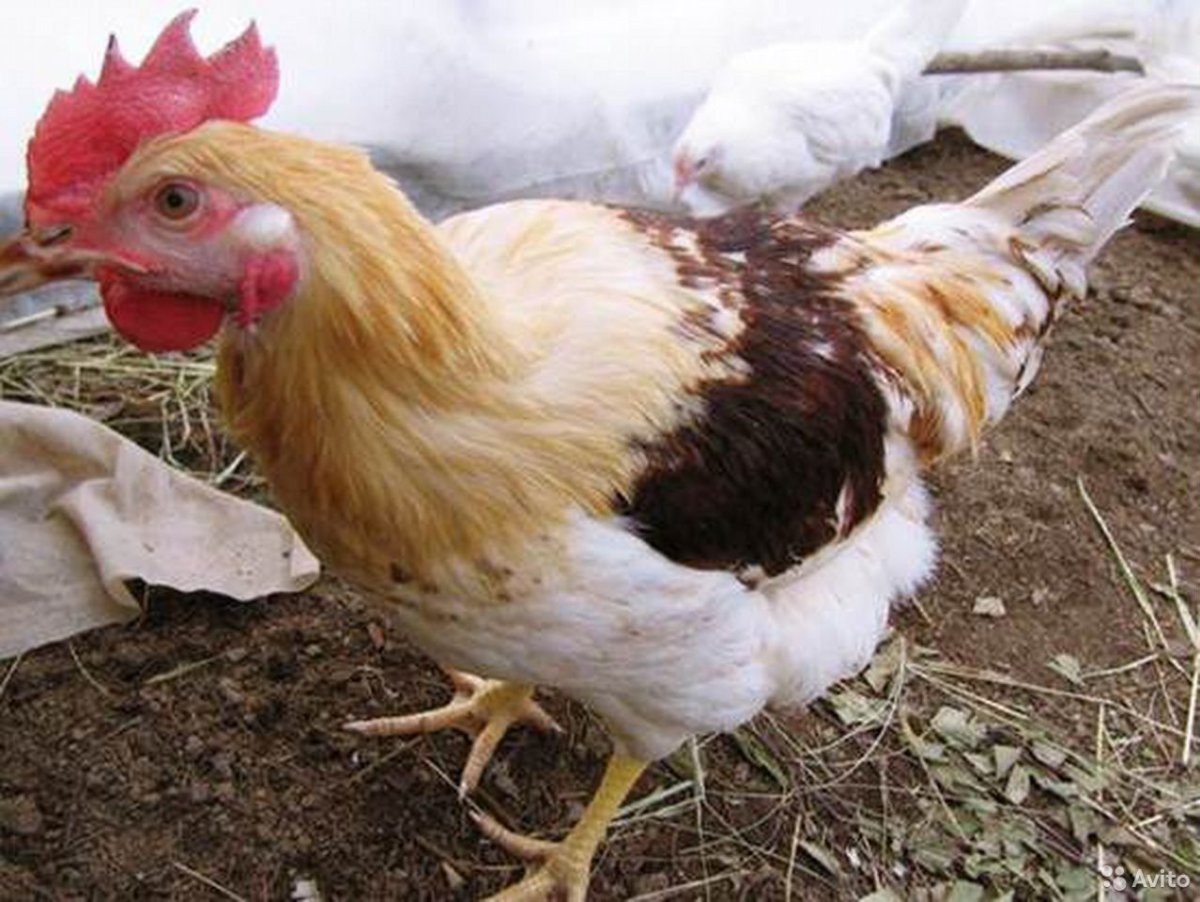 Петух породы Ломан Браун