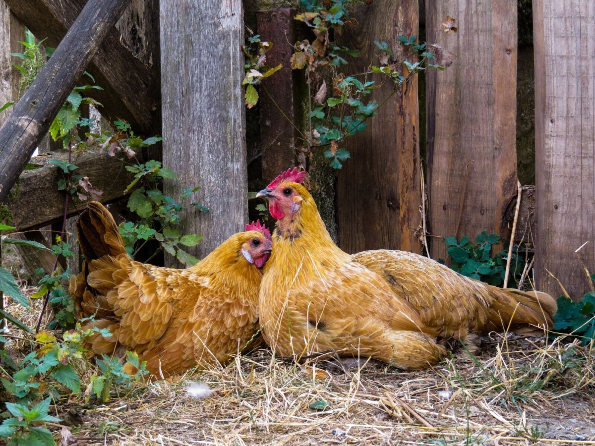 Несушки Ломан Браун