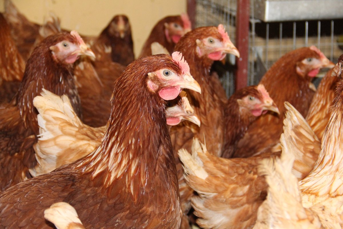 Брама гигант порода