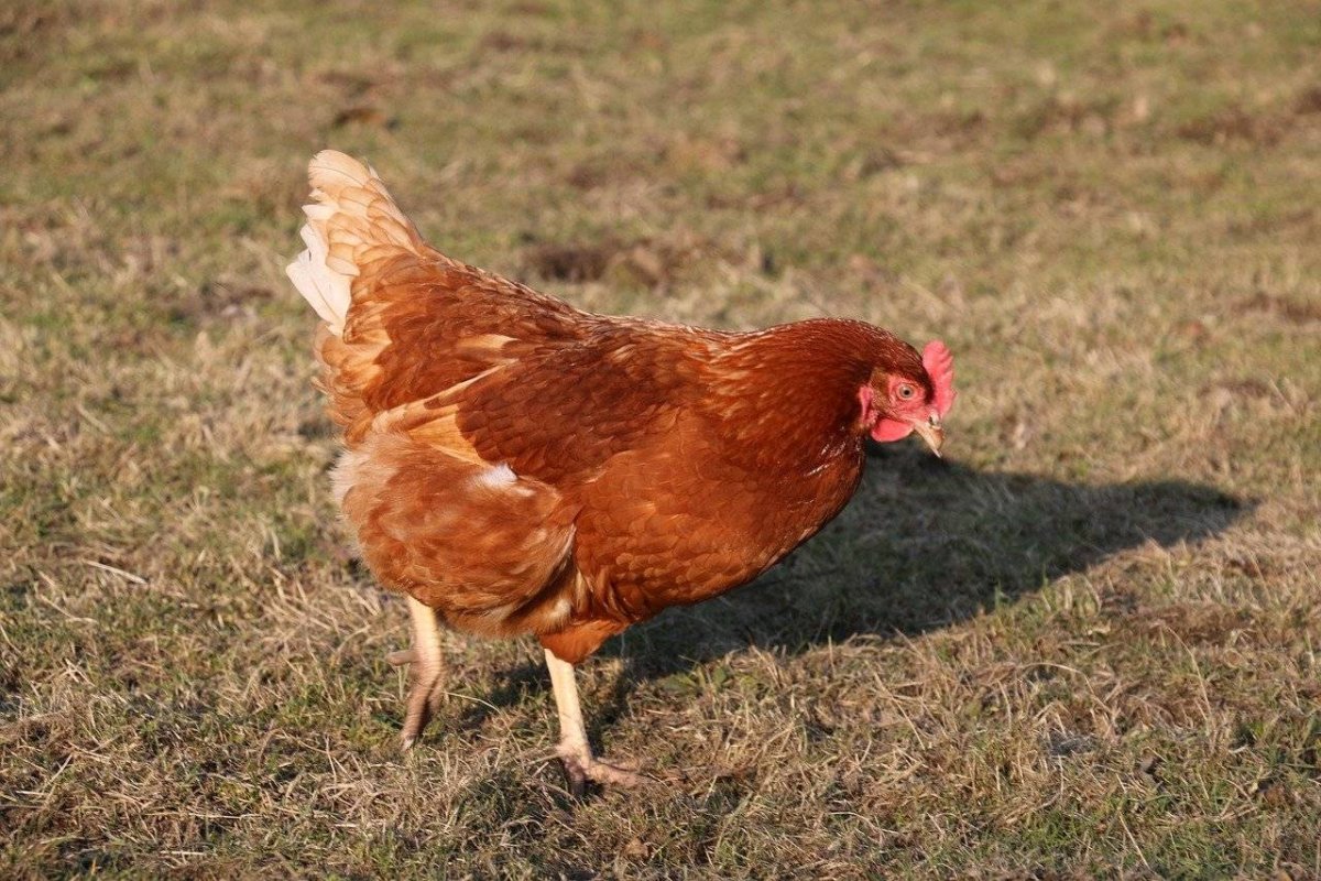 Шейвер Браун порода кур