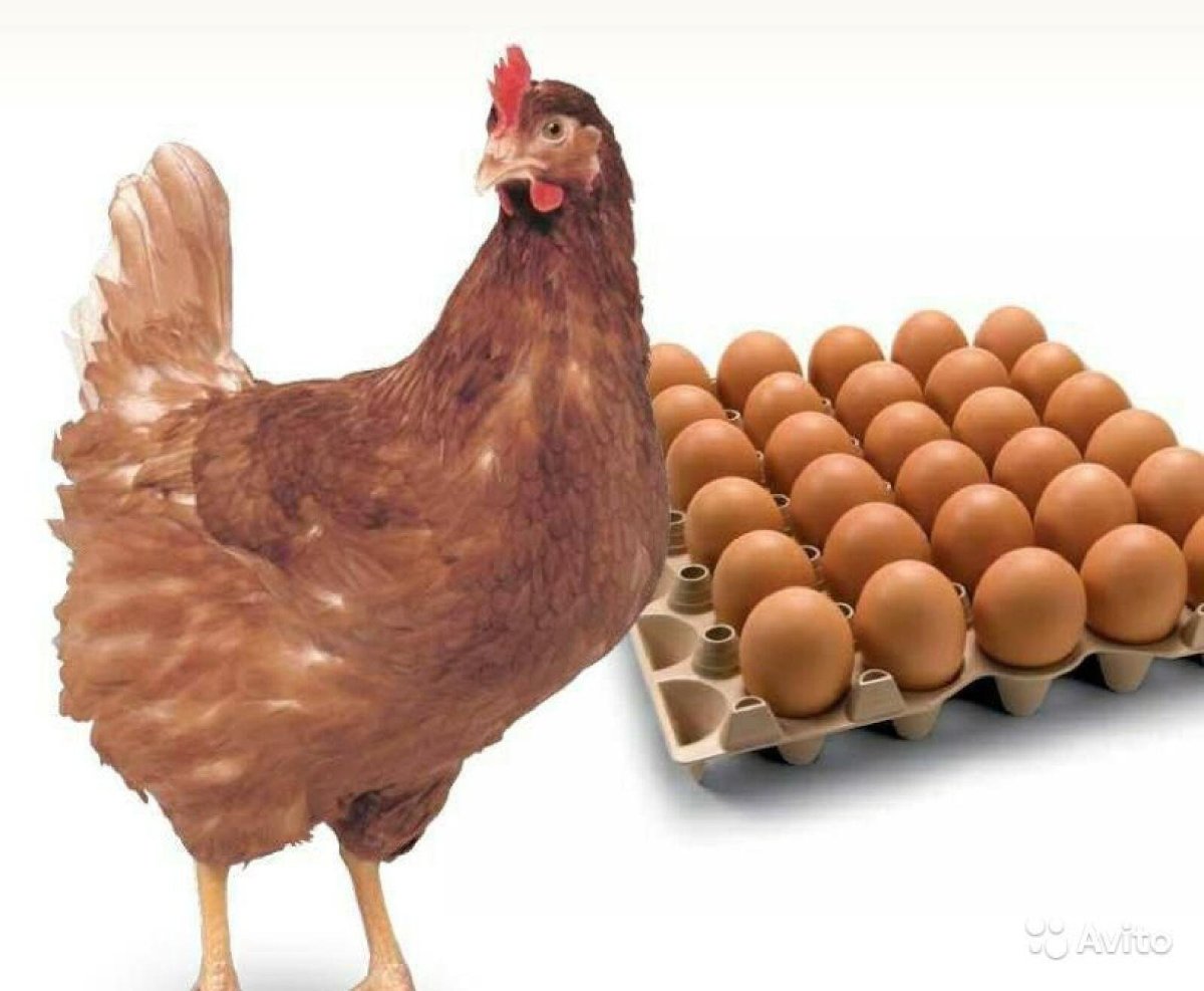 Курочка и цыплята Горшечное растение