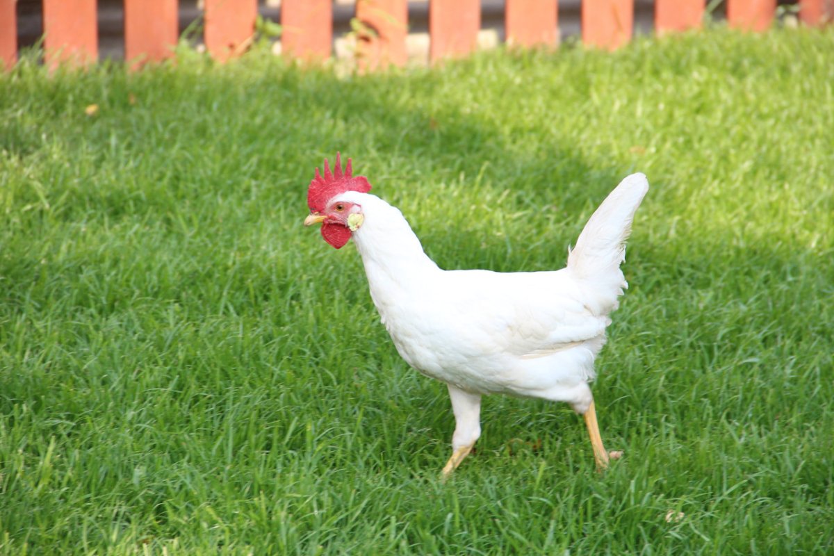 Возраст курицы несушки