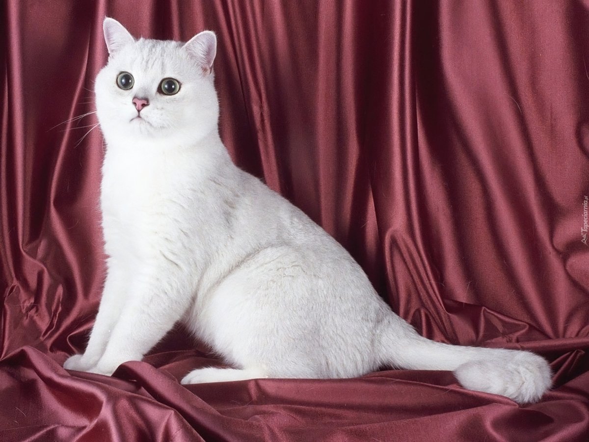 Бурмилла шиншилла