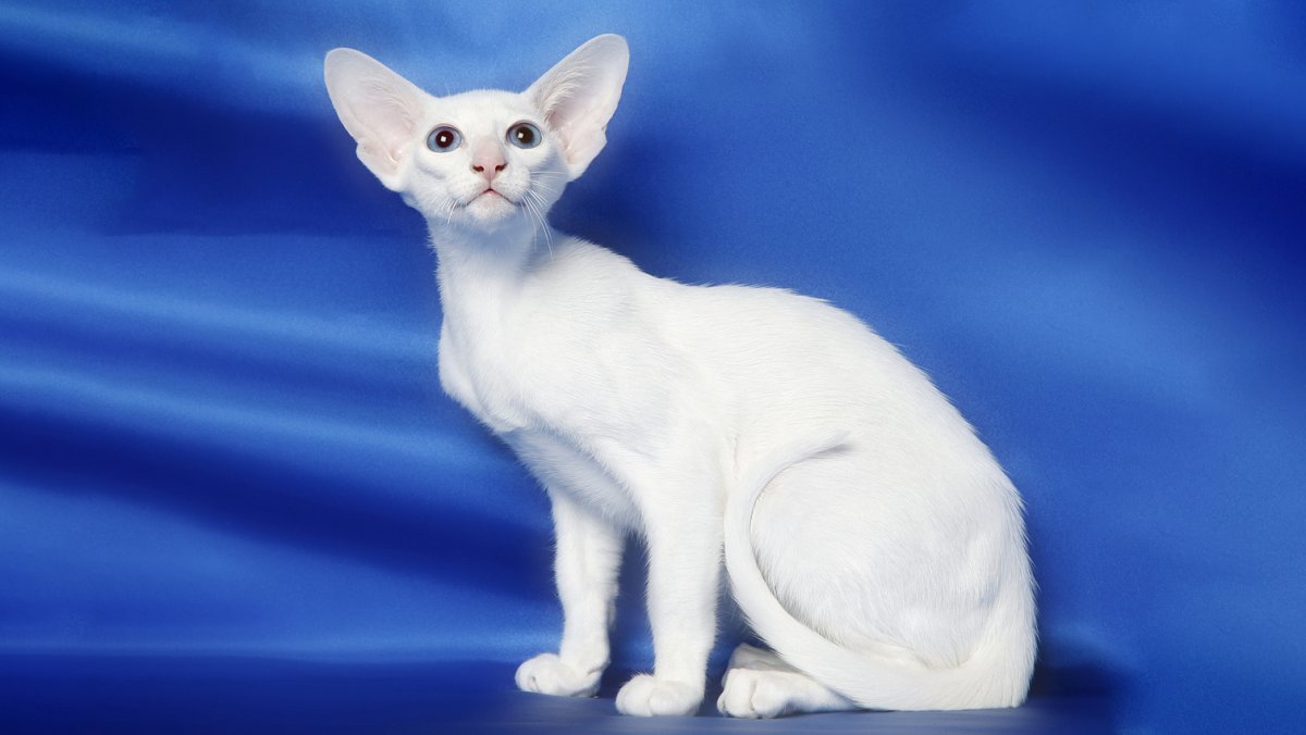 Ориентальная порода Форин Вайт