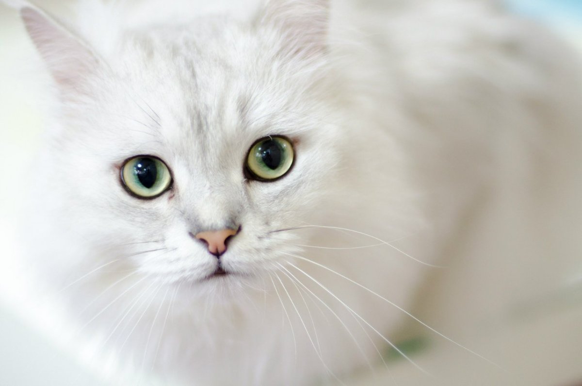 Белая кошка с зелеными глазами