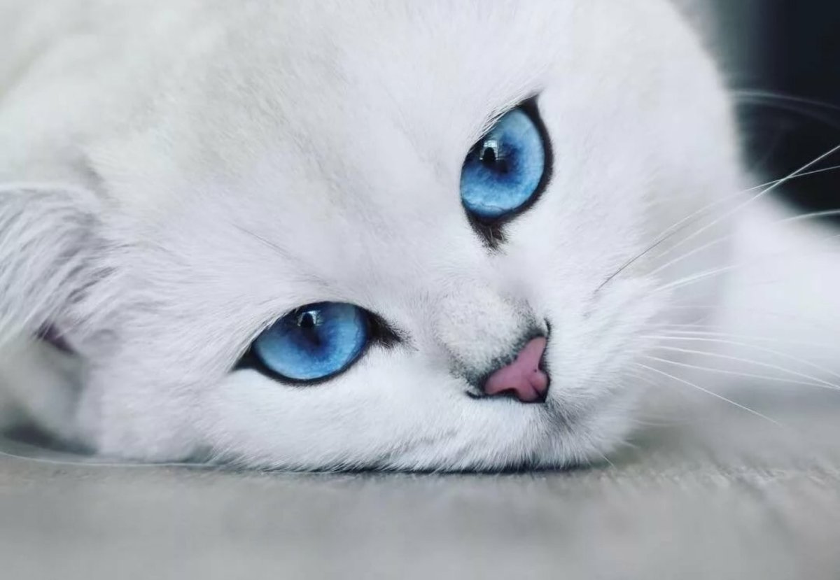 Белый котик с голубыми глазами