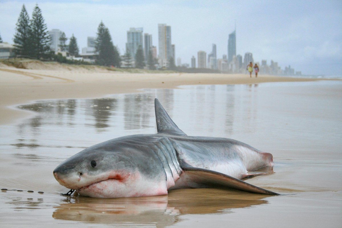 Рифовая акула