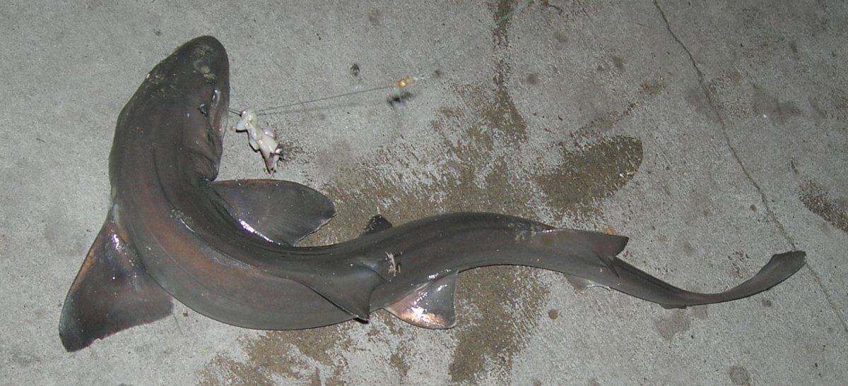 Кархародон МЕГАЛОДОН