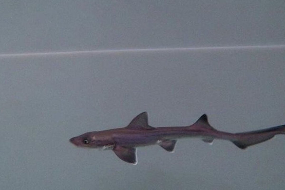 Леопардовая Кошачья акула