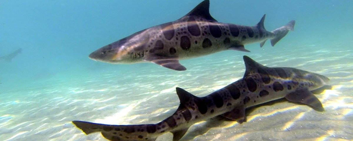 Кошачья акула сциллиум