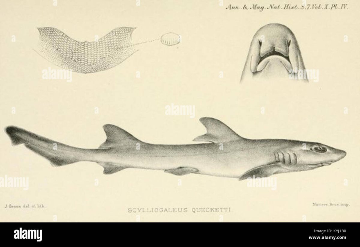 Акула улыбается