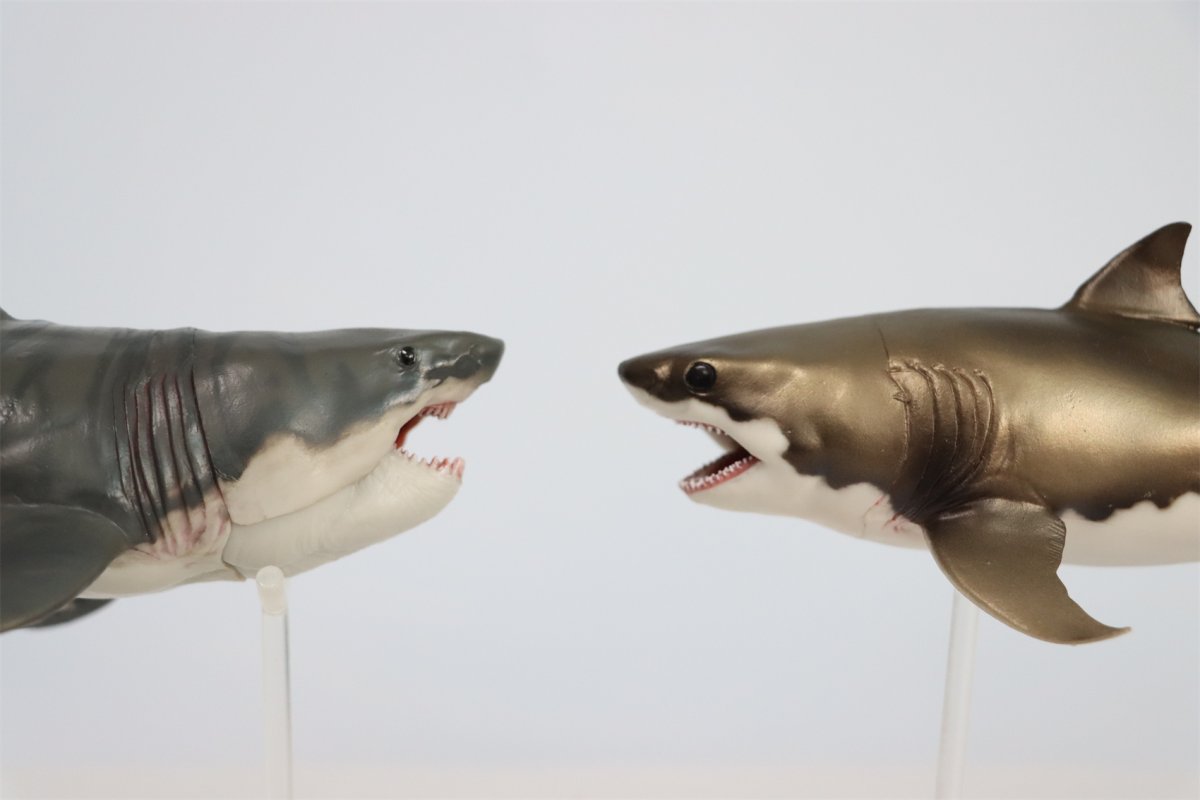 Акула гравюра